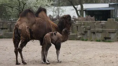 Nowy, garbaty mieszkaniec łódzkiego zoo. Pomóż wybrać dla niego imię 