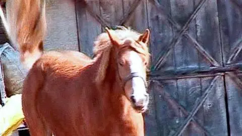 Chciał pojeździć, może posiedzieć