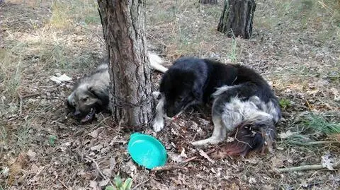 Owczarki kaukaskie przykute łańcuchem do drzewa w lesie