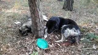 Owczarki kaukaskie były przykute łańcuchem do drzewa w lesie