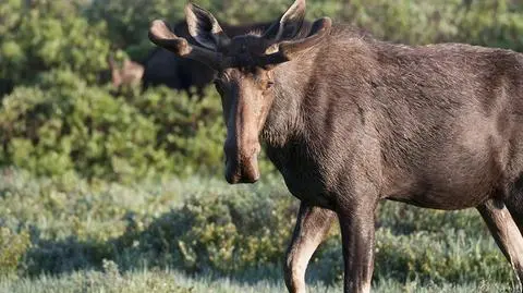 Na nagraniu polowanie z udziałem ministra Jana Szyszki w Ośrodku Hodowli Zwierzyny Polskiego Związku Łowieckiego (Materiał z dnia 08.03.17)