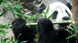 Pandy są słodkie, ale też zdolne do oszustwa