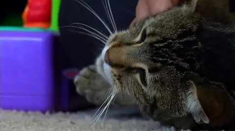 Kotka została bohaterką 