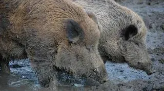 Myśliwy został oskarżony o nieumyślne spowodowanie śmierci kolegi