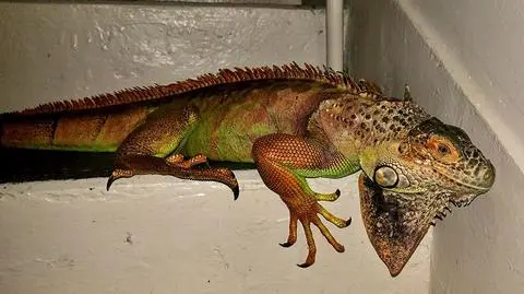 Gdańsk: Straż Miejska dostała zgłoszenie o porzuconym legwanie