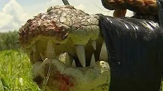 Władzom miasta Darwin w Australii nareszcie udało się schwytać krokodylicę, która buszowała w stawie rybnym ponad tydzień. Ponieważ gad mógłby być niebezpieczny dla pracowników pobliskiej oczyszczalni ścieków i często tam przychodzących obserwatorów ptaków, łapacze z Darwin postanowili znaleźć dla niej nowy dom. APTN