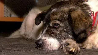 11.11.2015 | Stare i bezdomne zwierzęta „pracują” w urzędzie. Burmistrz o wielkim sercu chce dać przykład innym urzędnikom