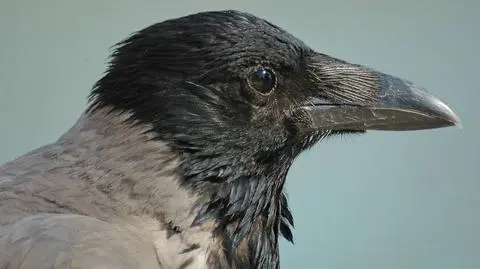 20 zabitych wron dla autora "Gomorry"