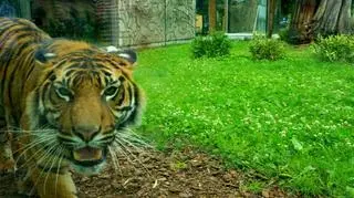 Nuri to nowa mieszkanka wrocławskiego zoo
