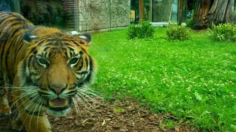 Nuri, czyli ogień. Nowa tygrysica we wrocławskim zoo