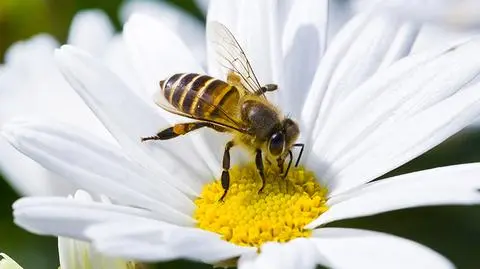 According to experts, decision to allow the use of the pesticide means death sentence for bees