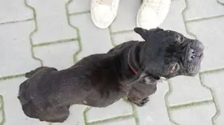Doda po adopcji przez kobietę była w fatalnym stanie 