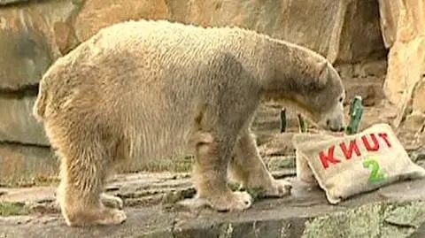 Knutowi stuknęły dwa lata