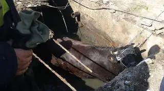 Krowa znajdowała się na głębokości ok. 2 metrów