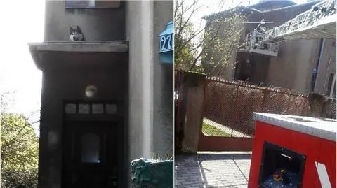 Pies w potrzasku. Pomogli mu strażacy