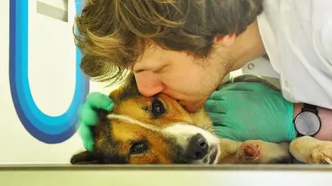 Medycy robią wszystko, by zwierzę wróciło do siebie