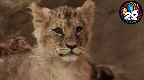 Zoo dla Orkiestry. Możesz nazwać lwicę i zabrać odlew jej łapy