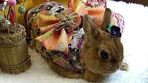 Królik w kimonie na Nowy Rok