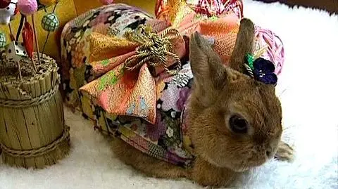 Królik w kimonie na Nowy Rok