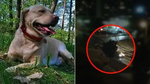 Szukają kierowcy, który śmiertelnie potrącił labradorkę