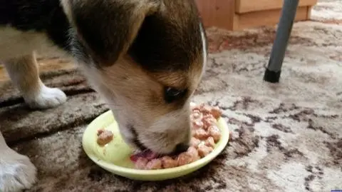 Pies uratował szczeniaki. Psy mają nowego właściciela