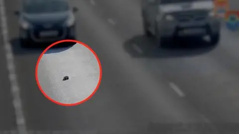 Najciekawsze wideo tygodnia w tvn24.pl