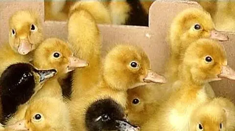 Karmił kaczki marihuaną