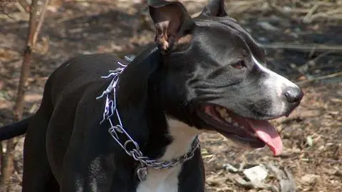 Pitbull i amstaff nie dla każdego