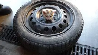 Mały kotek utknął w feldze