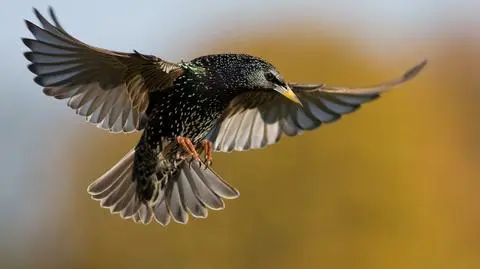 Nowe mieszkania dla szpaków i wróbli. 
Rozdają budki dla gdańskich ptaków