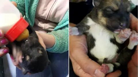 Chorzów. Szczeniaki tuż po porodzie porzucone w lesie