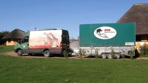 Żyrafy muszą jechać w specjalnej przyczepie