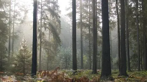 Szyszko. Puszcza Białowieska. Ministerstwo dementuje doniesienia