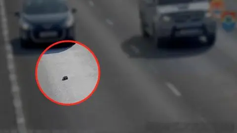 Mały kotek wypadł na autostradę. Uratował go przypadkowy kierowca