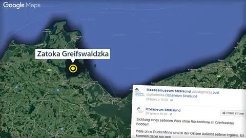 Wieloryba widziano w Zatoce Greifswaldzkiej koło wyspy Uznam