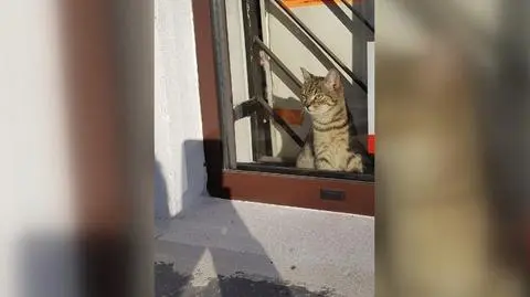 Kraków. Właściciel sklepu przygarnął kotkę