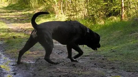 Rottweiler pogryzł trzylatka