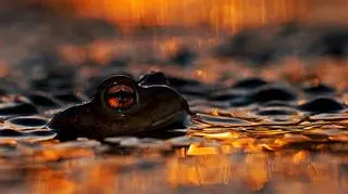 Zdjęcie "Oko ropuchy" wygrało w kategorii "portrety zwierząt" prestiżowego konkursu Wildlife Photographer of the Year