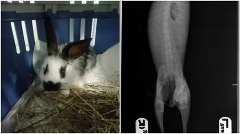Jeden z rzucanych królików doznał licznych złamań