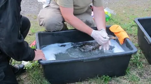 800 litrów oleistej substancji w rzece. Strażacy musieli wyszorować kaczki