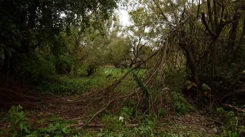 Zwłoki noworodka znajdowały się w zaroślach na białostockim osiedlu 