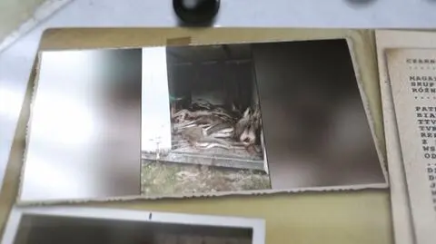 Jak w praktyce wygląda ochrona przed ASF? Zapowiedź reportażu "Czarno na białym"