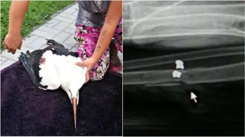Uratowali bociana postrzelonego z wiatrówki