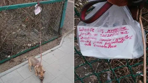 Gdańsk: "Mój pan pojechał na cmentarz". Szczeniaka adoptował strażnik