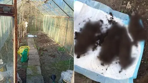 Poznań: Apelacja w sprawie cmentarzyska zwierząt