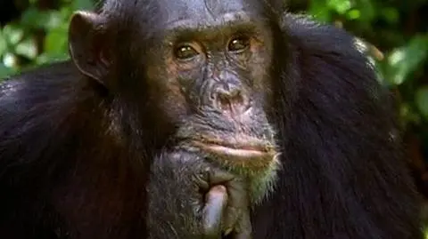 Nie będzie już sępów i goryli?