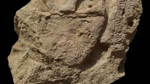 Poznańscy archeolodzy ocalili zabytek sprzed 4500 lat