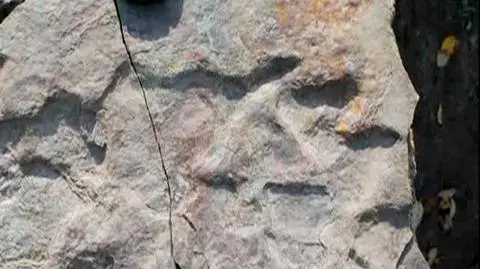 Dinozaury uciekały w panice