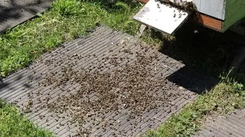 Dolny Śląsk: kilka tysięcy martwych pszczół w Szczepanowie