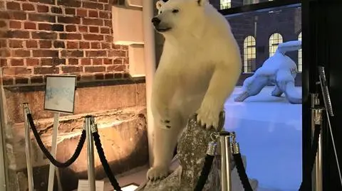 Sprzeczka Australii i Norwegii na Twitterze o niedźwiedzie polarne